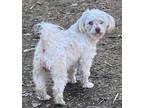 Adopt Bella a Tricolor (Tan/Brown & Black & White) Poodle (Miniature) dog in