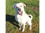 Adopt Walter (HW+) a Brindle Great Pyrenees / Mixed Breed (Medium) / Mixed