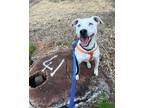 Adopt Chowder a White - with Brown or Chocolate American Staffordshire Terrier /