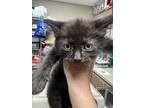 Adopt Jake a All Black Domestic Mediumhair / Mixed Breed (Medium) / Mixed (short