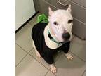 Adopt Egret Raine the Dogo Sweetie a White Dogo Argentino dog in Portland