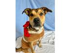 Adopt Babe a Mixed Breed (Medium) / Mixed dog in Menomonie, WI (32856562)