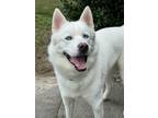 Adopt Balto a White Husky / Mixed dog in Beverly Hills, FL (40207887)