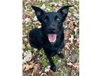 Adopt Cissy a Black Labrador Retriever / Mixed Breed (Medium) / Mixed (short