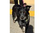 Adopt EMMA a Black Australian Cattle Dog / Mixed Breed (Medium) / Mixed (short