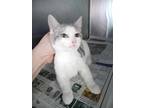 Adopt PIGLET a White Domestic Shorthair / Mixed Breed (Medium) / Mixed (short