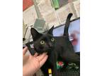 Adopt Steven a All Black Domestic Shorthair / Mixed Breed (Medium) / Mixed