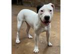 Adopt Milo a White - with Brown or Chocolate Pit Bull Terrier / Mixed dog in