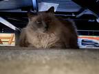 Adopt Mini a Himalayan / Mixed (long coat) cat in Ferndale, MI (39415605)