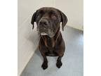 Adopt Samsun a Mastiff / Mixed Breed (Medium) / Mixed dog in Portland