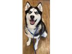 Adopt Lanai a Black - with Gray or Silver Husky / Mixed dog in Freehold