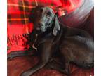 Adopt Link a Black Labrador Retriever / Plott Hound / Mixed dog in East Dundee
