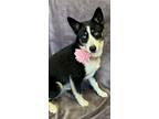 Adopt Korra a Tricolor (Tan/Brown & Black & White) Border Collie / Siberian