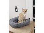 Adopt Arecibo a Orange or Red Tabby Domestic Shorthair (short coat) cat in