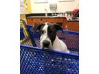 Adopt Snoopy-Hesperia, CA a White - with Black Dalmatian / Great Dane / Mixed