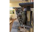 Adopt Lil a Gray or Blue Domestic Shorthair / Mixed Breed (Medium) / Mixed