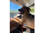 Adopt Eddie a Brown/Chocolate - with Black Mixed Breed (Large) / Mountain Cur /