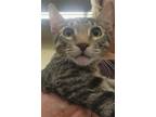 Adopt Chambray a Brown Tabby Domestic Shorthair / Mixed (short coat) cat in