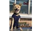 Adopt Dali a Tan/Yellow/Fawn Shiba Inu / Jindo / Mixed dog in BELLEVUE