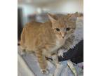 Adopt Amor a Orange or Red Tabby Domestic Shorthair (short coat) cat in