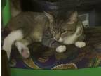 Adopt Ty a Gray, Blue or Silver Tabby Snowshoe (short coat) cat in Acton
