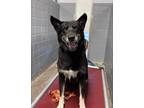 Adopt Shenanigans a Black - with White German Shepherd Dog / Husky / Mixed dog