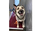 Adopt Moonshine a Black - with Tan, Yellow or Fawn German Shepherd Dog / Husky /