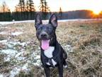 Adopt Tammy a Black Labrador Retriever dog in Forrest City, AR (40189027)
