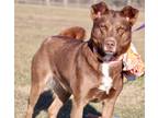 Adopt Red a Brown/Chocolate - with White Husky / Mixed Breed (Medium) / Mixed