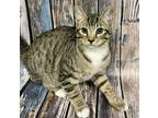 Adopt Gustavo a Brown Tabby Domestic Shorthair / Mixed Breed (Medium) / Mixed