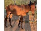 Adopt Scooby a Bay Donkey/Mule/Burro/Hinny horse in Greeneville, TN (40148245)