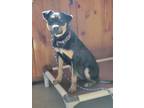 Adopt Frankie a Black - with Brown, Red, Golden, Orange or Chestnut Doberman