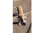 Adopt Lennon a Tan/Yellow/Fawn Boxer / Shepherd (Unknown Type) / Mixed dog in