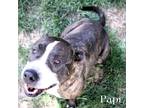 Adopt Papi (Cross Post) a Black - with White Staffordshire Bull Terrier / Mixed