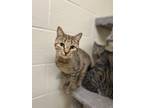 Adopt Maren a Brown Tabby Domestic Shorthair / Mixed Breed (Medium) / Mixed
