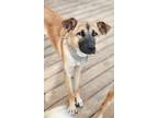 Adopt Jupiter a Brown/Chocolate - with Black Jindo / Mixed dog in Seattle
