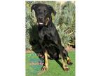 Adopt COH Virginia a Black - with Tan, Yellow or Fawn Rottweiler / Doberman