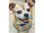Adopt Tex a Pug / Beagle / Mixed dog in Kennesaw, GA (40176122)