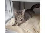 Adopt Hubble a Gray, Blue or Silver Tabby Domestic Shorthair (short coat) cat in