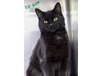 Adopt Kit-Lil' Kim a Domestic Shorthair / Mixed (short coat) cat in Lagrange