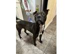 Adopt Orion a Brown/Chocolate American Staffordshire Terrier / Boxer / Mixed dog
