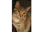Adopt Athena a Brown Tabby Domestic Shorthair (short coat) cat in