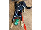 Adopt Azula a Black - with Tan, Yellow or Fawn German Shepherd Dog / Boxer /