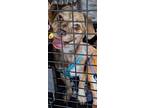 Adopt Stella a Brindle Dachshund / Mixed dog in Baileyton, AL (40173265)