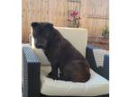 Adopt Pi Dan the MAGNIFICENT a Brindle Shar Pei / Mixed dog in Sacramento