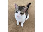 Adopt Pebbles a Spotted Tabby/Leopard Spotted Domestic Shorthair (short coat)