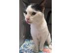 Adopt Brutus a White Domestic Shorthair / Mixed Breed (Medium) / Mixed (short