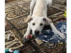 Adopt Milkshake a Labrador Retriever dog in WATERLOO, IN (40151961)
