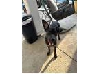 Adopt Shadow a Gray/Blue/Silver/Salt & Pepper Labrador Retriever / Mixed dog in