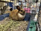 Adopt Whinny a Tan Tan / Mixed (short coat) rabbit in Labelle, FL (40167562)